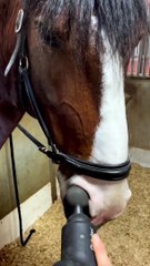 Stallion Enjoys Having His Nostrils Massaged