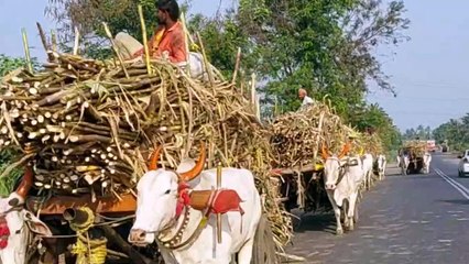 Sugarcane transport system by bull in India . Sugarcane harvesting by hand in India