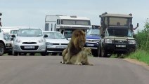 Mating lions cause traffic jam in National Park