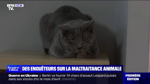 Maltraitance animale: 23.900 dossiers traités l'an dernier, les chiens et les chats les plus menacés