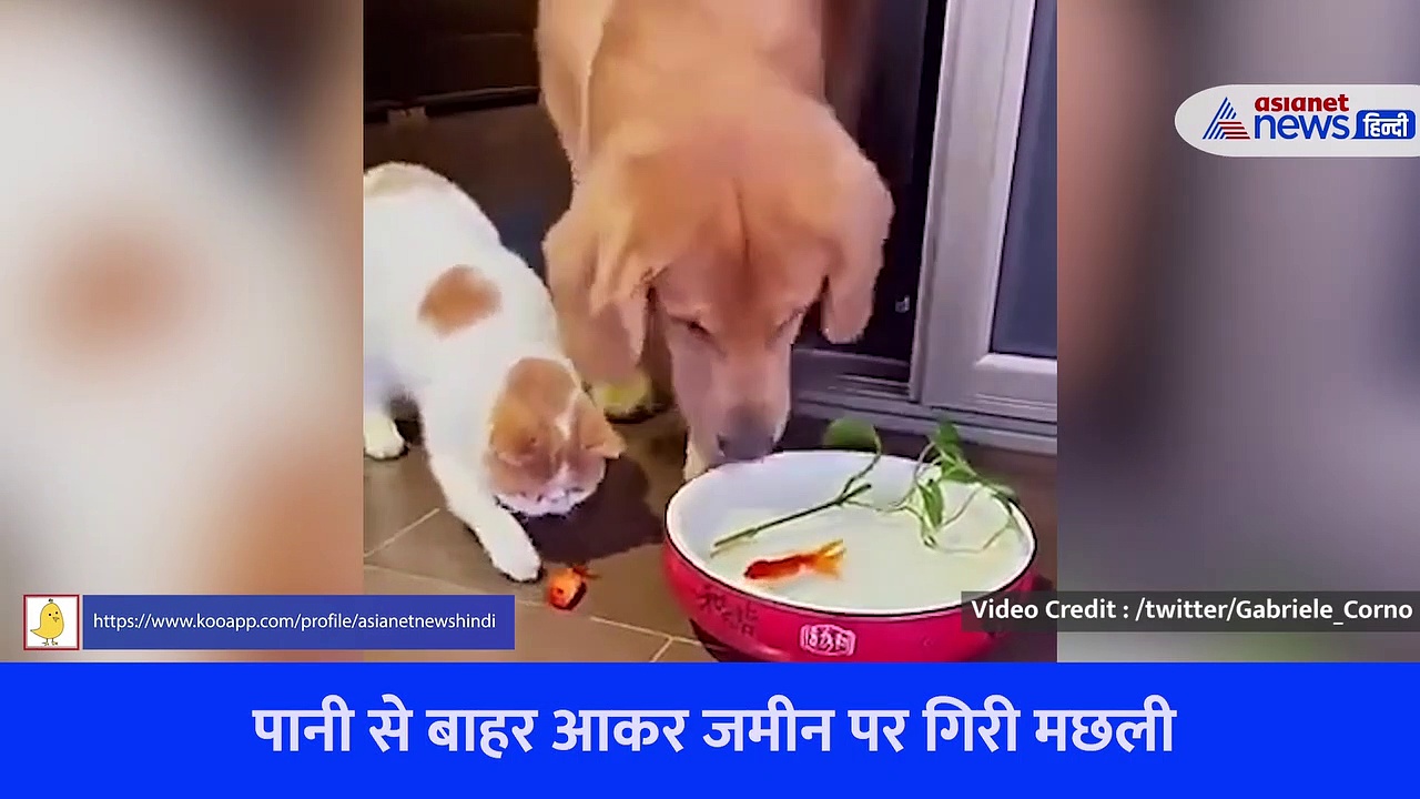 Cute Video : डॉग ने इस तरह बचाई मछली की जान, आपका दिल जीत लेगा ये वीडियो