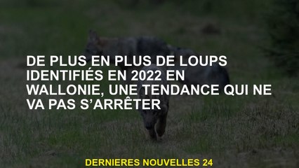 De plus en plus de loups identifiés en 2022 en Wallonie, une tendance qui ne s'arrêtera pas