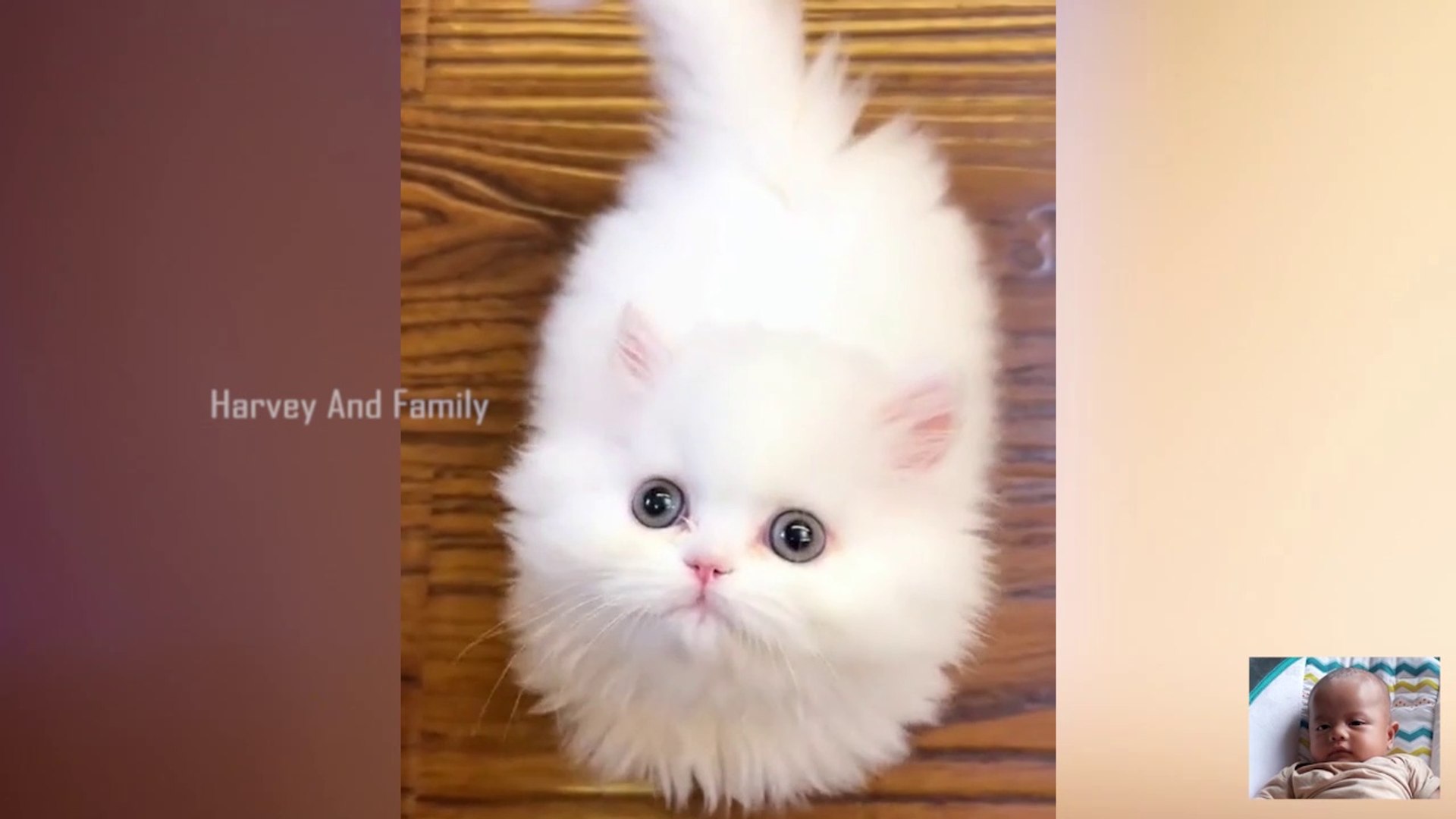 Baby Cats - Cute and Funny Cat Videos Compilation #6 - video
