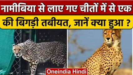Namibia से लाए Kuno National Park में चीतों में से एक की तबीयत बिगड़ी, जाने अपडेट | वनइंडिया हिंदी