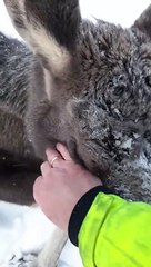 Little Moose Calf Looks Exhausted in the Snow