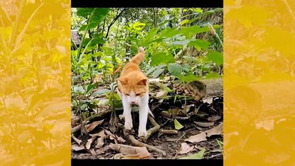 Vídeo impressionante: gato é rápido demais para uma cobra