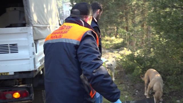 Buca Belediyesi'nden Sokak Hayvanları İçin 'Atık Yemek' Seferberliği