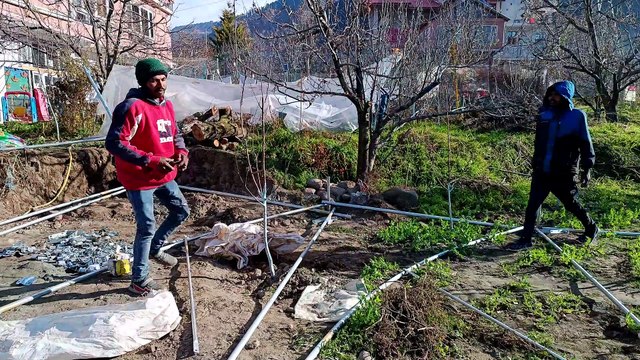Polyhouse farming in Himalayas-Crops, Fruits, Flowers- Agriculture - Kullu, Manali, Himachal Pradesh