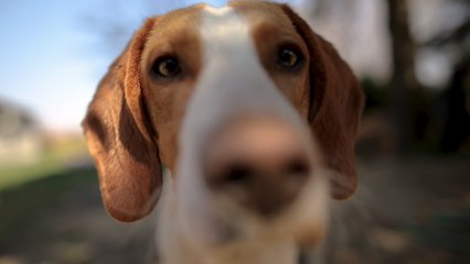 Ces races de chiens qui vivent le plus longtemps