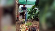 Man has 80 guinea pigs in his back garden and spends £8k a year on his furry friends