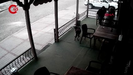 Rize'de başıboş insan, köpeğe değnekle sadırdı