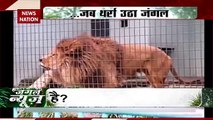 Jungle News : जंगल में बाघ और शेर के बीच संग्राम |