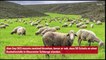 Schafe stehen Schlange für den Bus