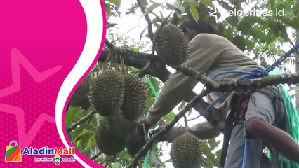 Profesi Unik di Musim Durian, Jadi Tukang Tali Buah di Jombang