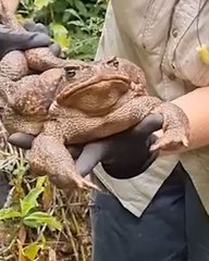 Freakishly large cane toad spotted 
