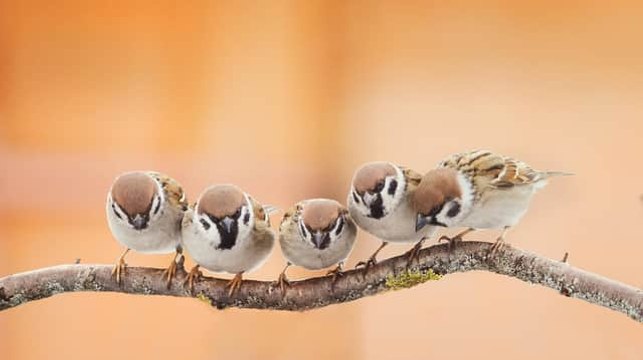 RSPB Big Garden Birdwatch 2023: Why people take part in the birdwatching event