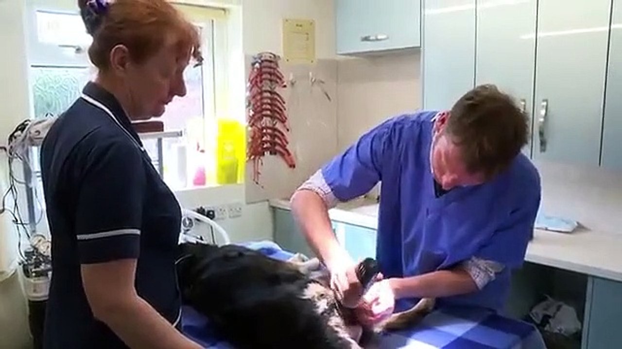 The Yorkshire Vet - Se9 - Ep05 HD Watch