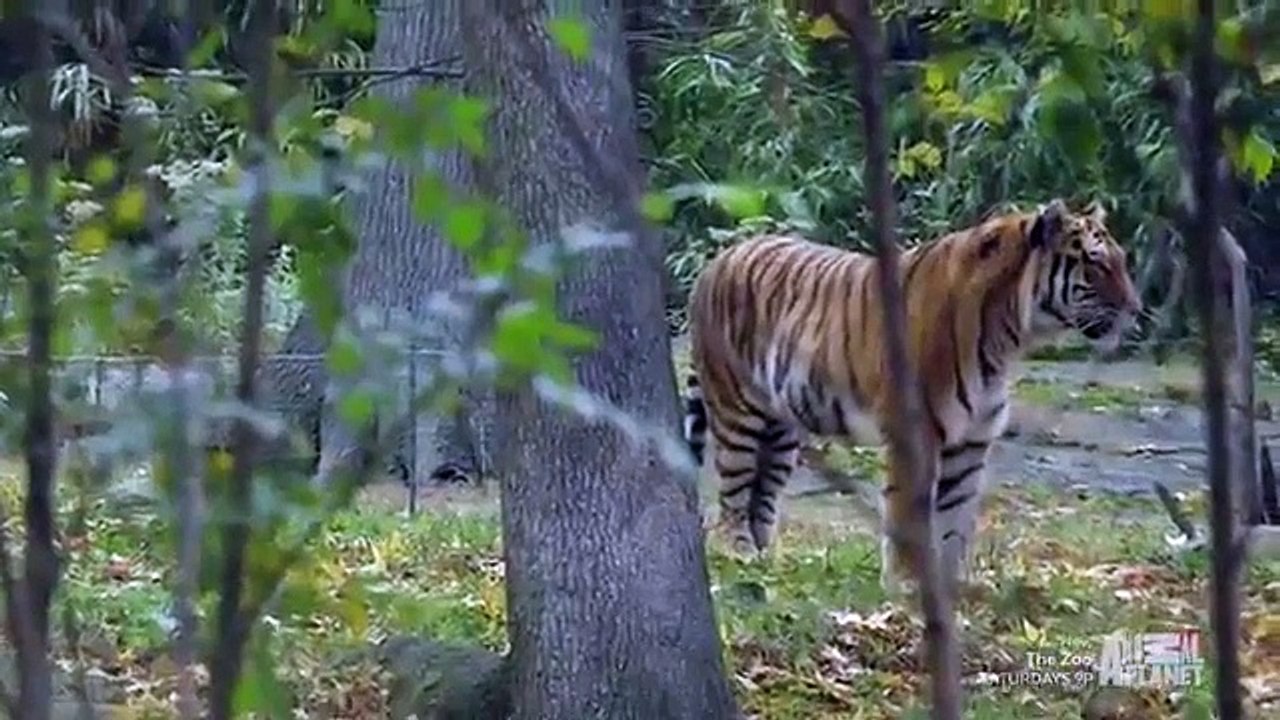 The Zoo (2017) - Se2 - Ep02 - The Tiger's Dance HD Watch