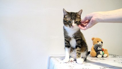 This Little Cat Likes to Sit on the Table