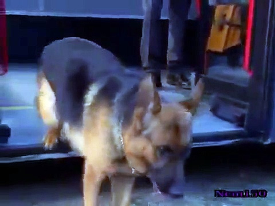 Rex - A Cop's Best Friend - Se3 - Ep09 HD Watch