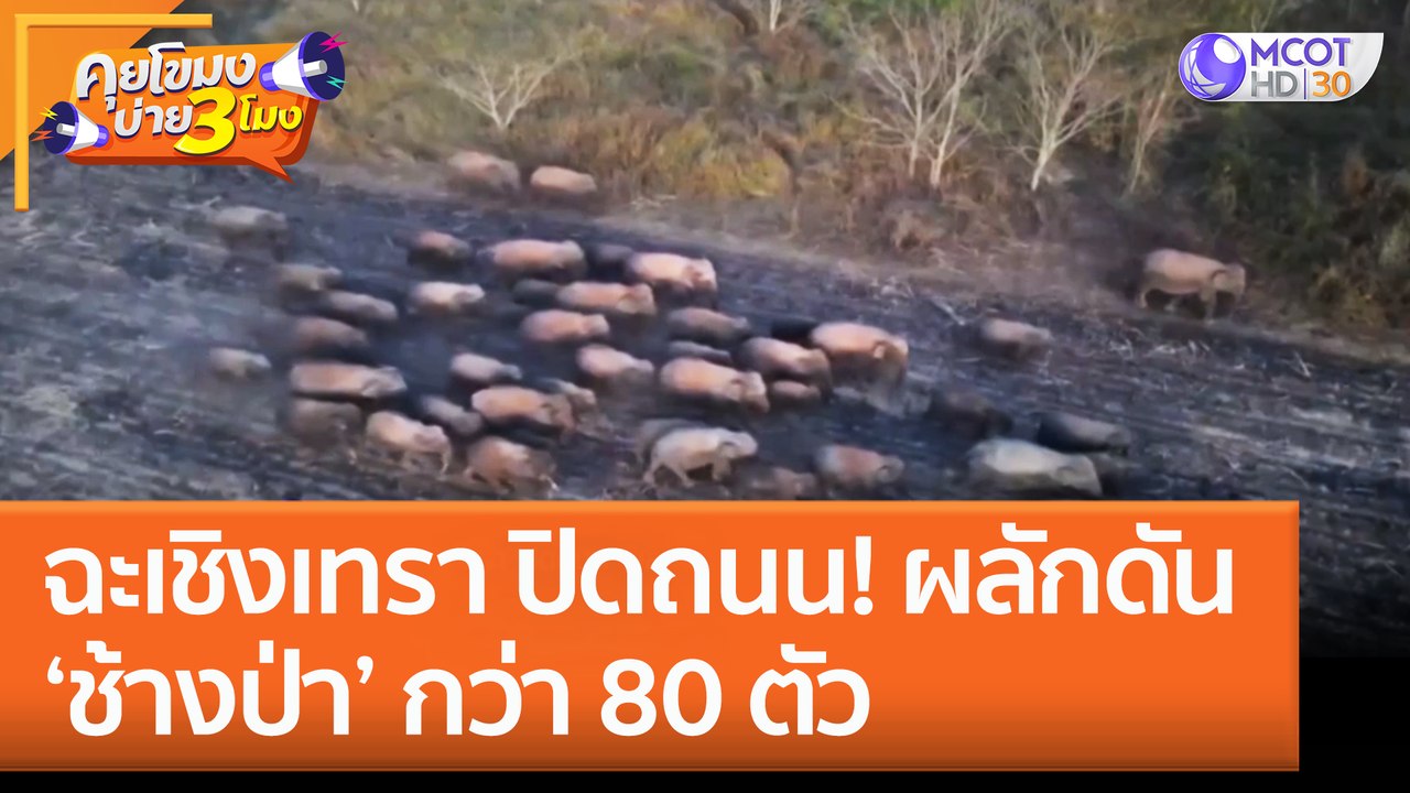 ฉะเชิงเทรา ปิดถนน! ผลักดัน 'ช้างป่า' กว่า 80 ตั...