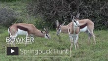 Springbok Hunting South Africa _ Nick Bowker Hunting