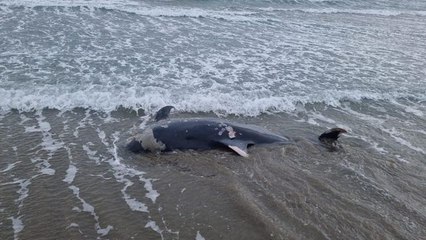 Ölü yunus sahile vurdu