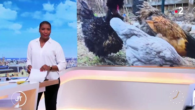 Aux Etats-Unis, le prix des oeufs explose en raison de la grippe aviaire et de l’inflation: En un an, les prix ont augmenté de... 60% dans le pays - Regardez