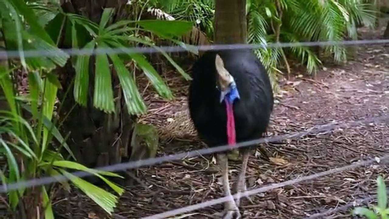 Inside Taronga zoo - Se2 - Ep05 HD Watch