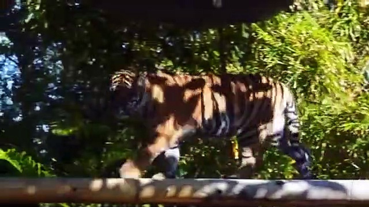Inside Taronga zoo - Se2 - Ep06 HD Watch