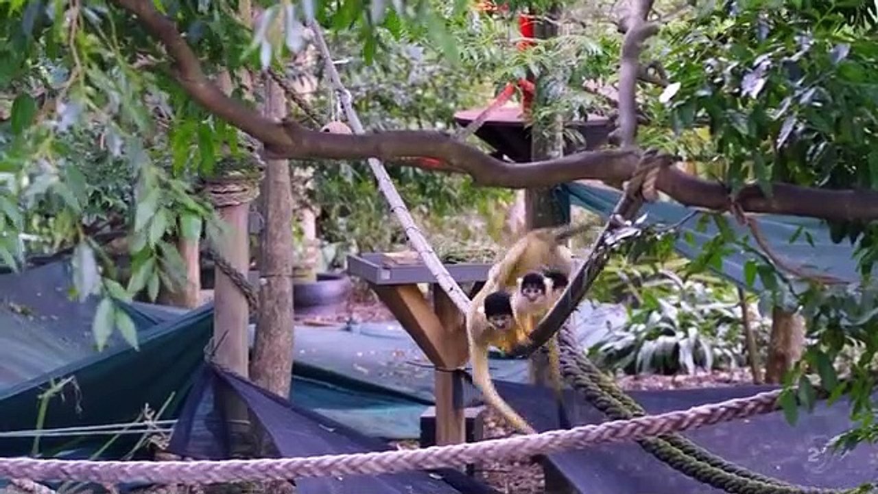 Inside Taronga zoo - Se2 - Ep03 HD Watch