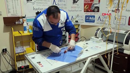 Patisi kesik bulunan kedide 'büyü' şüphesi