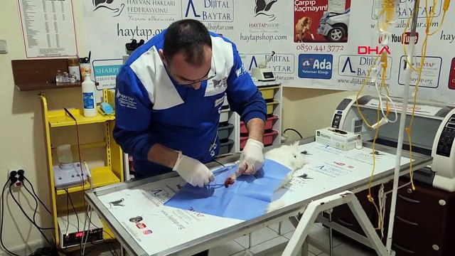 Patisi kesik bulunan kedide 'büyü' şüphesi