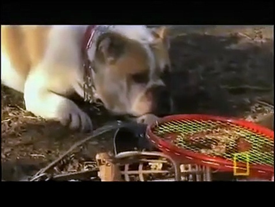 Dog Whisperer with Cesar Millan - Se5 - Ep12 HD Watch