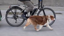 «Ma chienne doit courir deux fois par jour» : ces cyclistes qui roulent avec leur chien