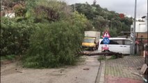 Bodrum'da fırtına ağaçları devirdi, tekneler battı
