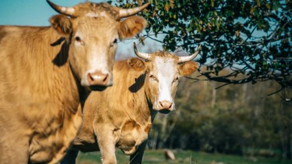 Vers une "pénurie" du boeuf français ? Les agriculteurs donnent l'alerte