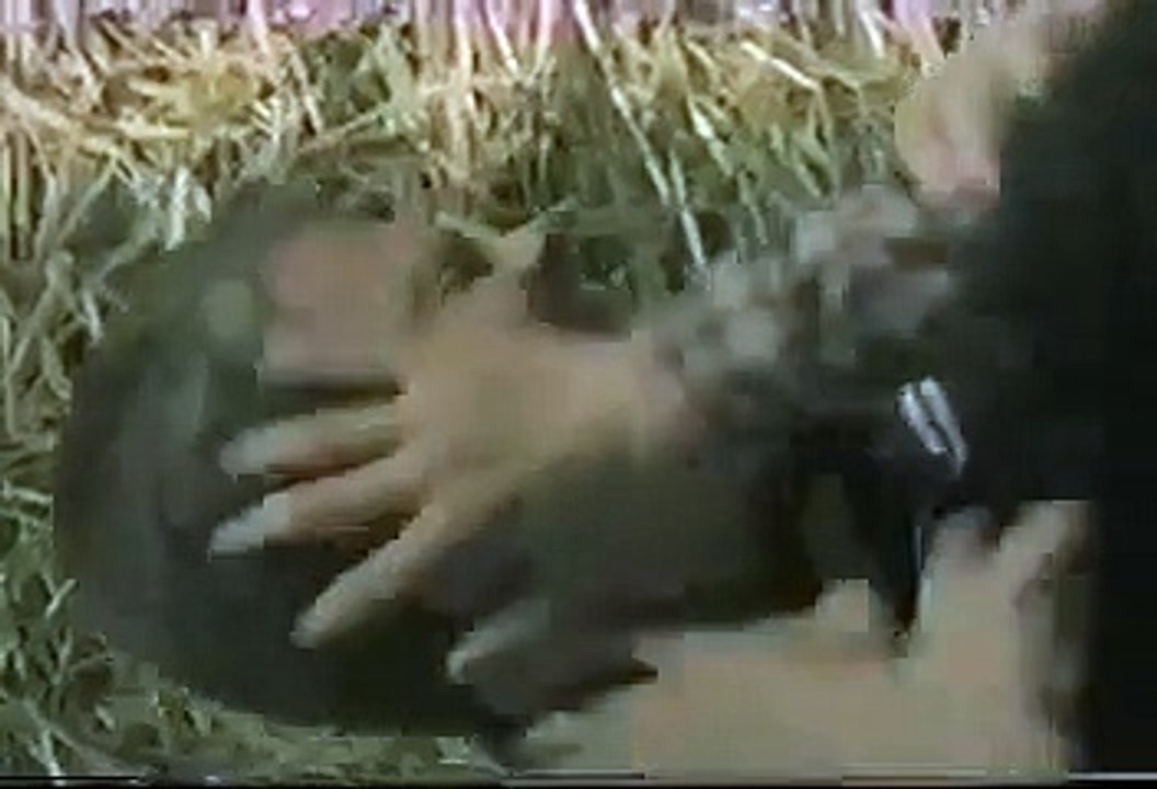 Animorphs - Se1 - Ep10 HD Watch