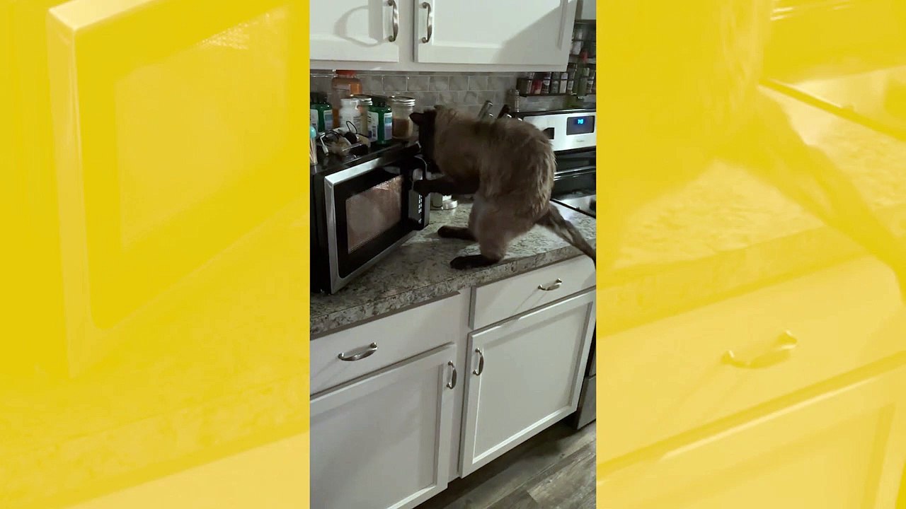 Vídeo hilário: gato enfurecido faz de tudo para tentar abrir o microondas