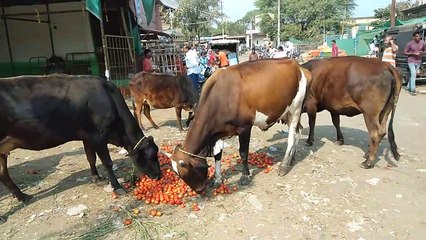 खेती...टमाटर ने कर दी किसानों की हालत खराब, नौबत यहां तक