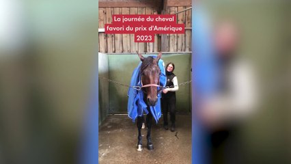 Prix d'Amérique 2023 : voici la journée type du cheval favori