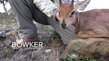 Steenbok hunting with Nick Bowker Hunting - African hunting Safari