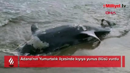Adana'da kıyıya yunus vurdu