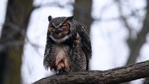 Great Horned Owl | #red-tail hawk #birds of prey
