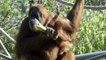 Learning New Skills With Baby Aisha Form Her Amazing Orangutan Mother