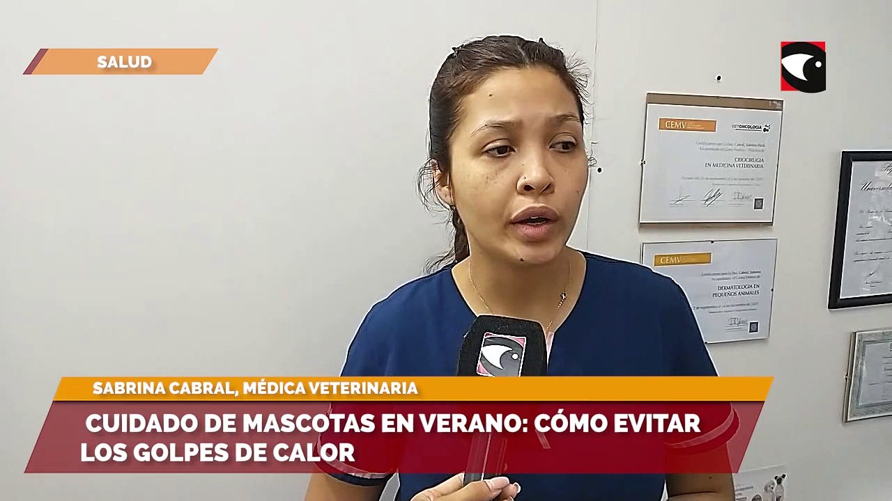 Cuidado de mascotas en verano cómo evitar los golpes de calor
