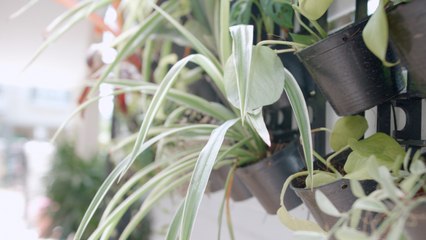 The Living Wall Is the Natural Next Step for Decorating with Plants