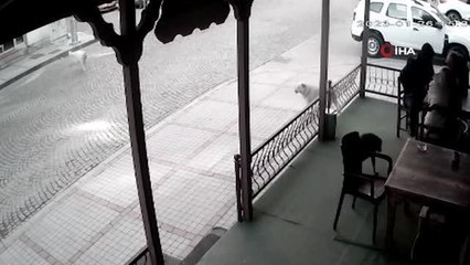 Sokak köpeğine sopalı şiddet... Acımadan defalarca böyle vurdu