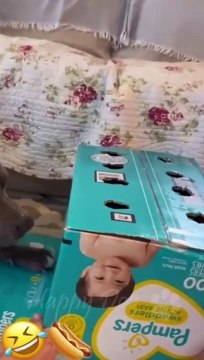 Cats vs Dogs: Hilarious Try Not to Laugh Challenge #6 - Funny Cat and Dog Videos by Viral Facts