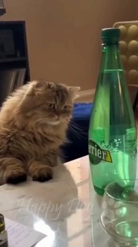 Cats vs Dogs: Hilarious Try Not to Laugh Challenge #5 - Funny Cat and Dog Videos by Viral Facts